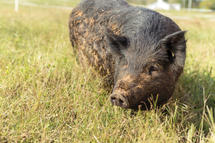 Raising the American Guinea Hog